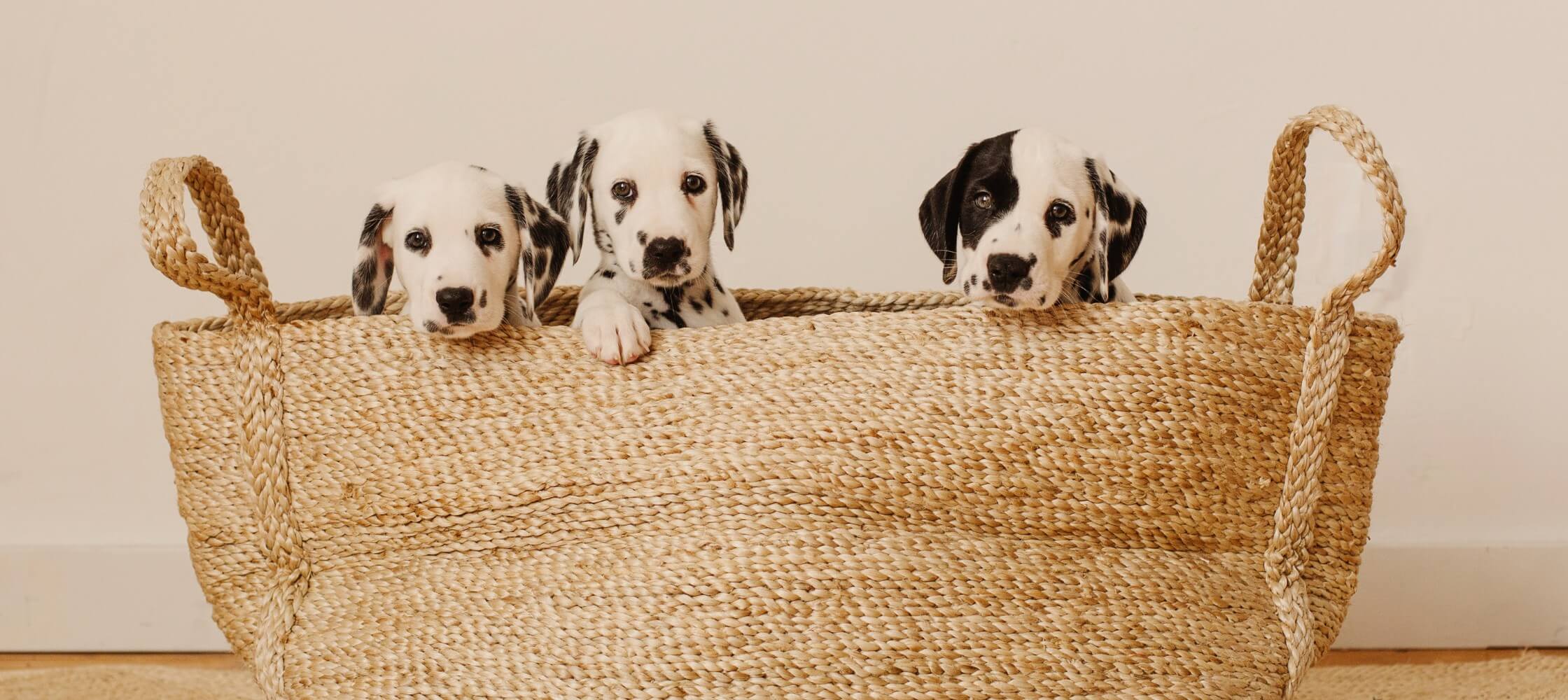 Dalmation Puppies in Jute Basket