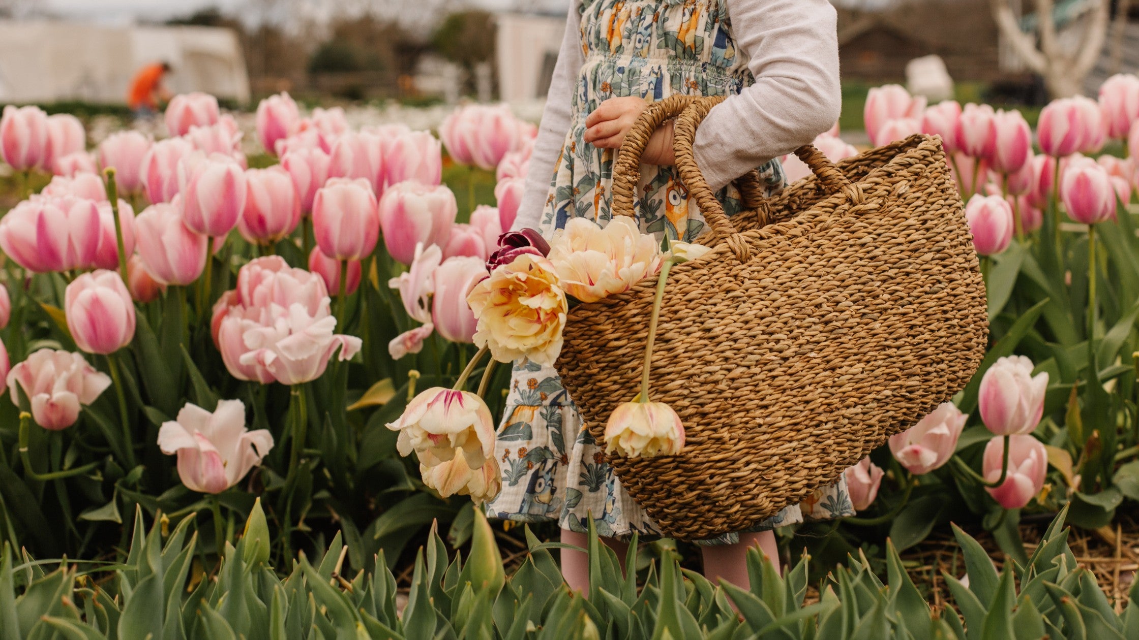 fair trade harvest basket in field of tulips